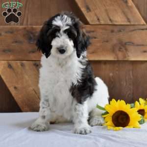 Ashley, Goldendoodle Puppy